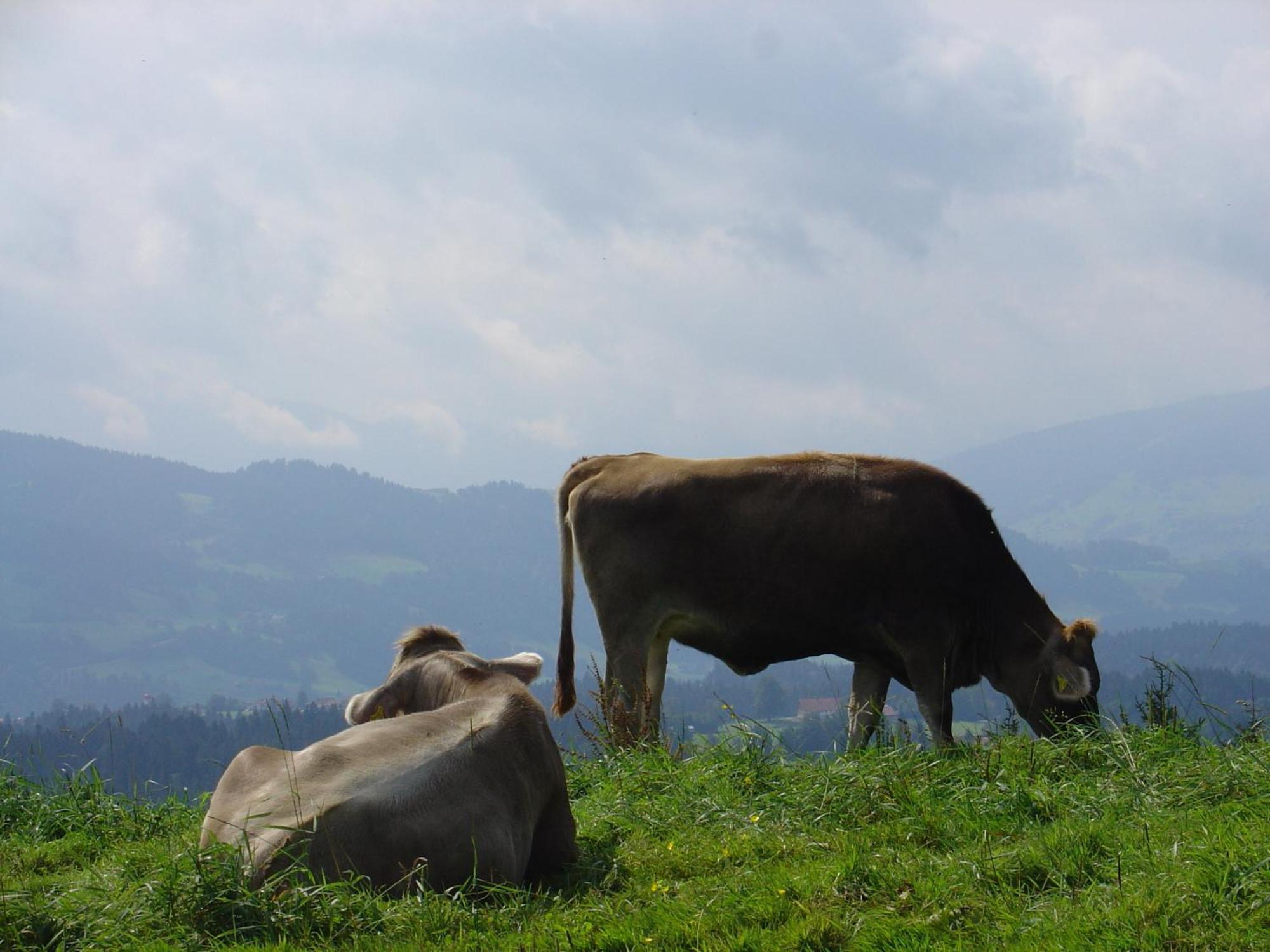 Landhotel Herzberger Garni Zimmer & Ferienwohnungen Scheidegg Kültér fotó